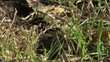 Video of Common Vole - Common Vole eating grass on the field.